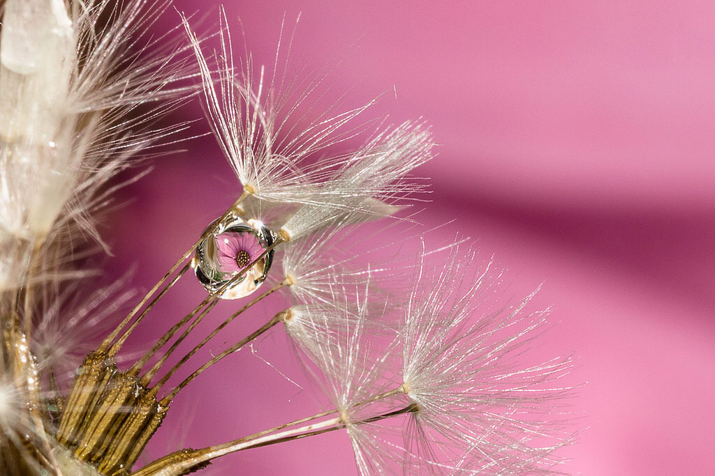 Flower drop di Elisa Valdambrini ph