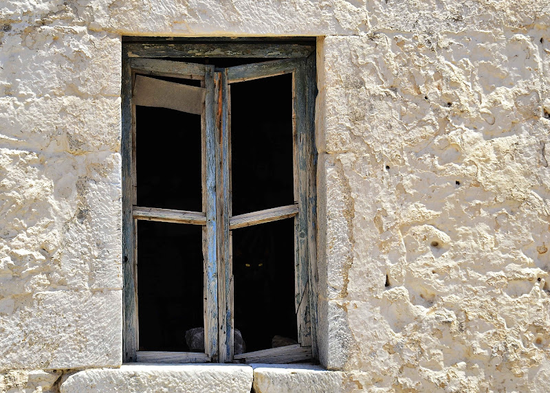 Peeping Cat di Rosella Marasco