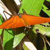 Red Daggerwing