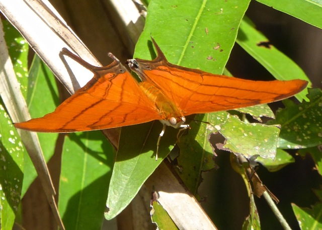 Red Daggerwing