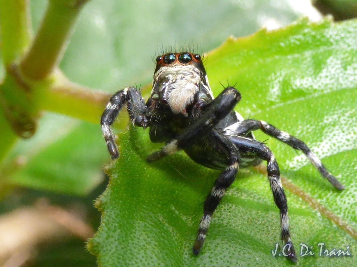 Jumping Spider