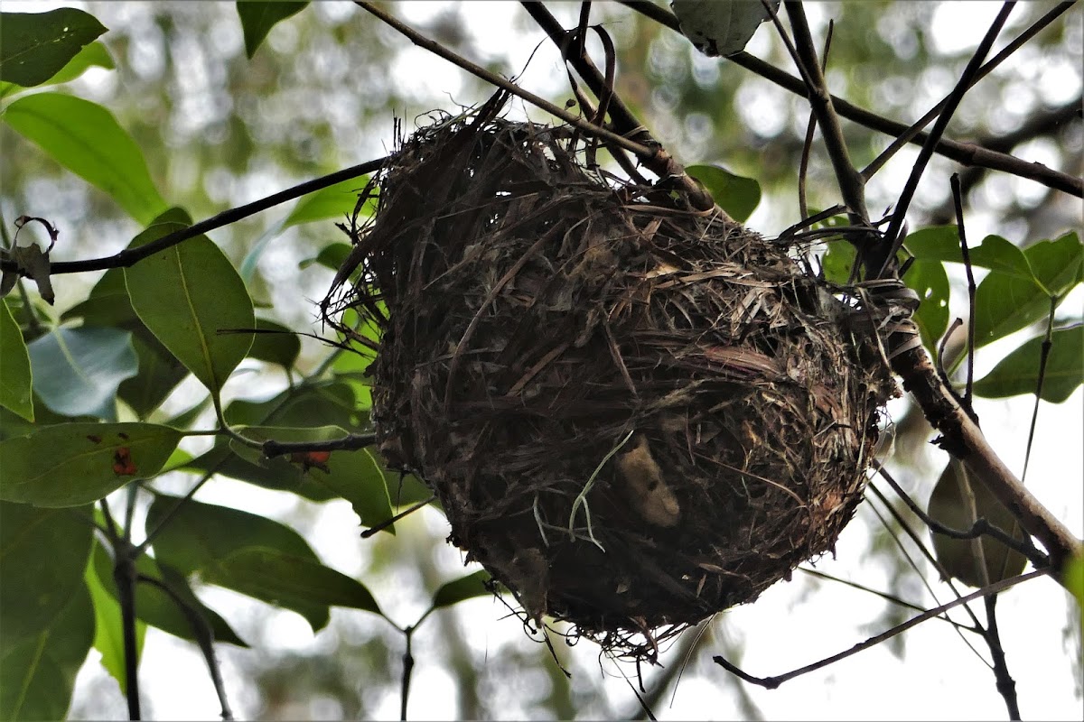 Nest of Olive-backed Oriole