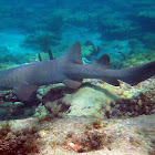 Nurse Shark