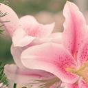 Light pink lilies