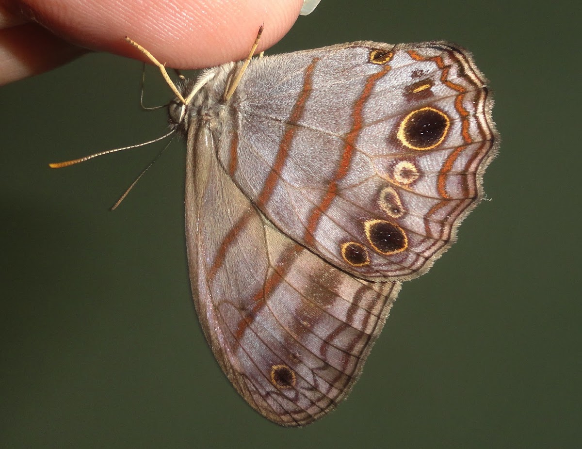 Satyrini Butterfly