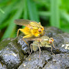 Golden dung fly(mating pair)