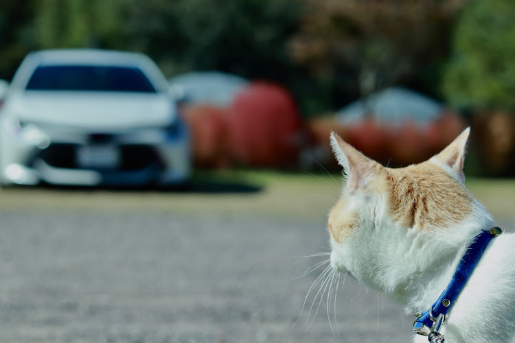 カローラスポーツのいつもイイね＆コメントありがとうございます🙇‍♀️🍀・昼はまだ暑い・愛猫とドライブ・久しぶり再会に関するカスタム事例の投稿画像5枚目