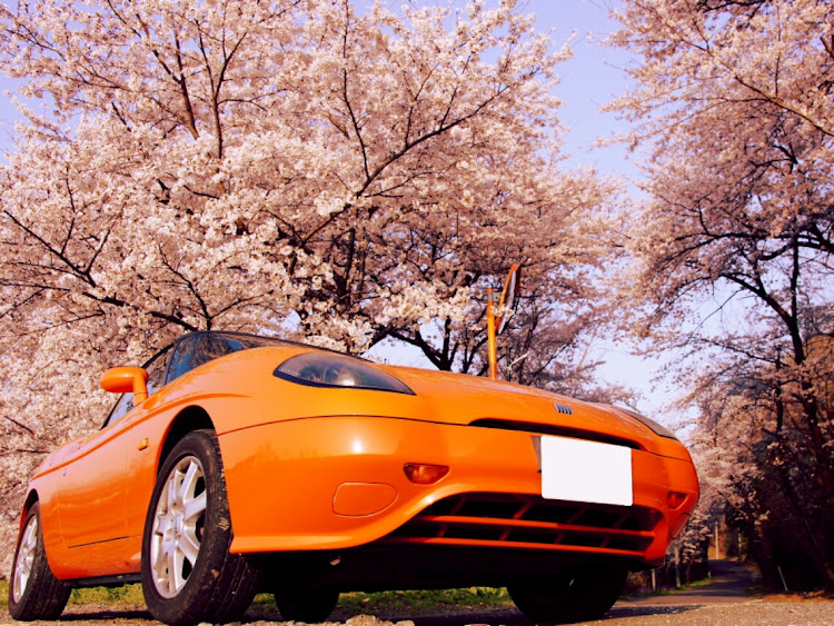 バルケッタの桜・花見・早朝ドライブ・フィアット・バルケッタに関するカスタム事例の投稿画像1枚目