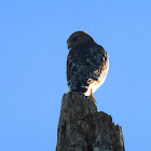 Red-shouldered Hawk