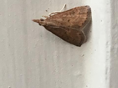 Celery Leaftier Moth