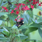 Bombus fraternus or Bombus terricola