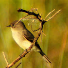 Eastern Phoebe