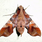 Callionima Sphinx