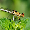 Caballito del diablo (Damselfly)