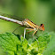 Caballito del diablo (Damselfly)