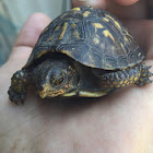 Eastern Box Turtle