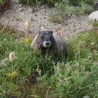 Hoary Marmot