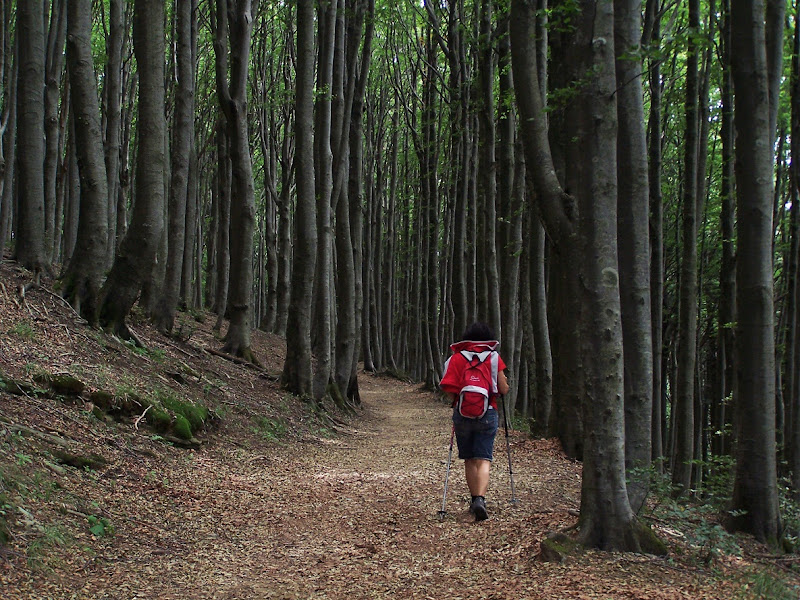 In Cammino di MauroV