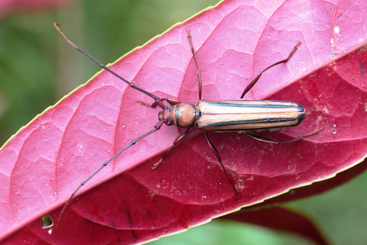 Monkeypod Roundheaded Borer