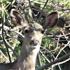 Black Tailed Deer