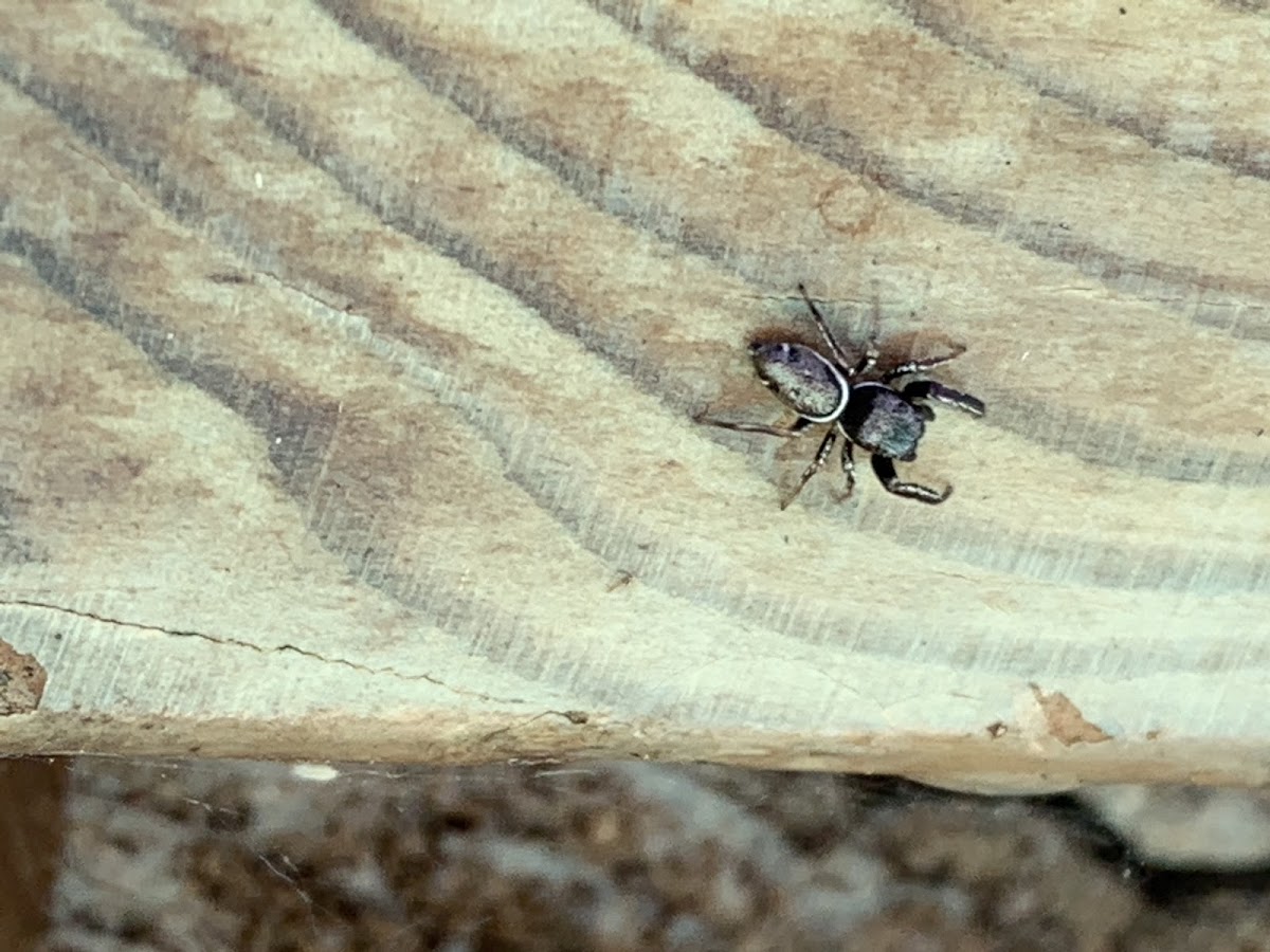 Jumping Spider