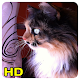 Download cat wallpaper For PC Windows and Mac 1.0