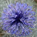 Globe Thistle