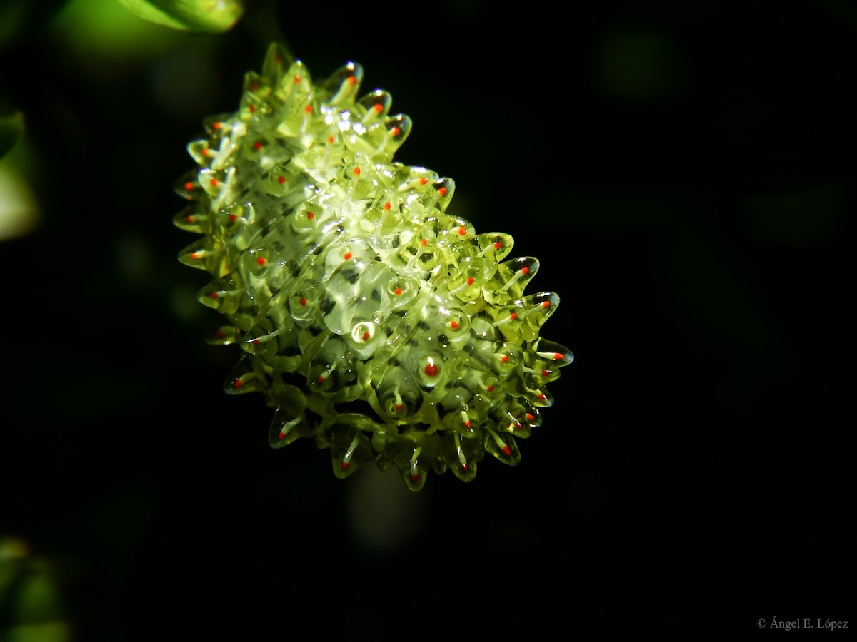 Caterpillar crystal