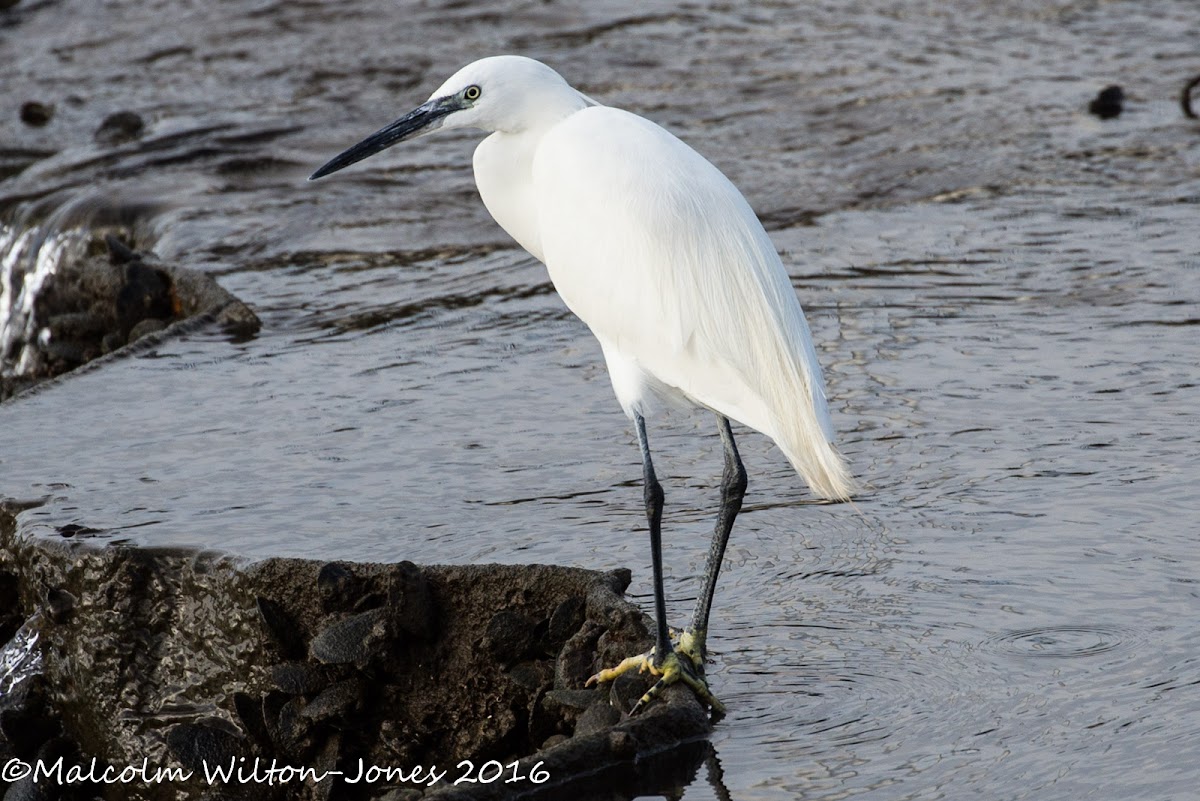 Little Egret