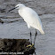 Little Egret