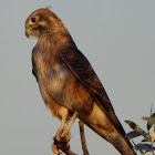 Nankeen Kestrel