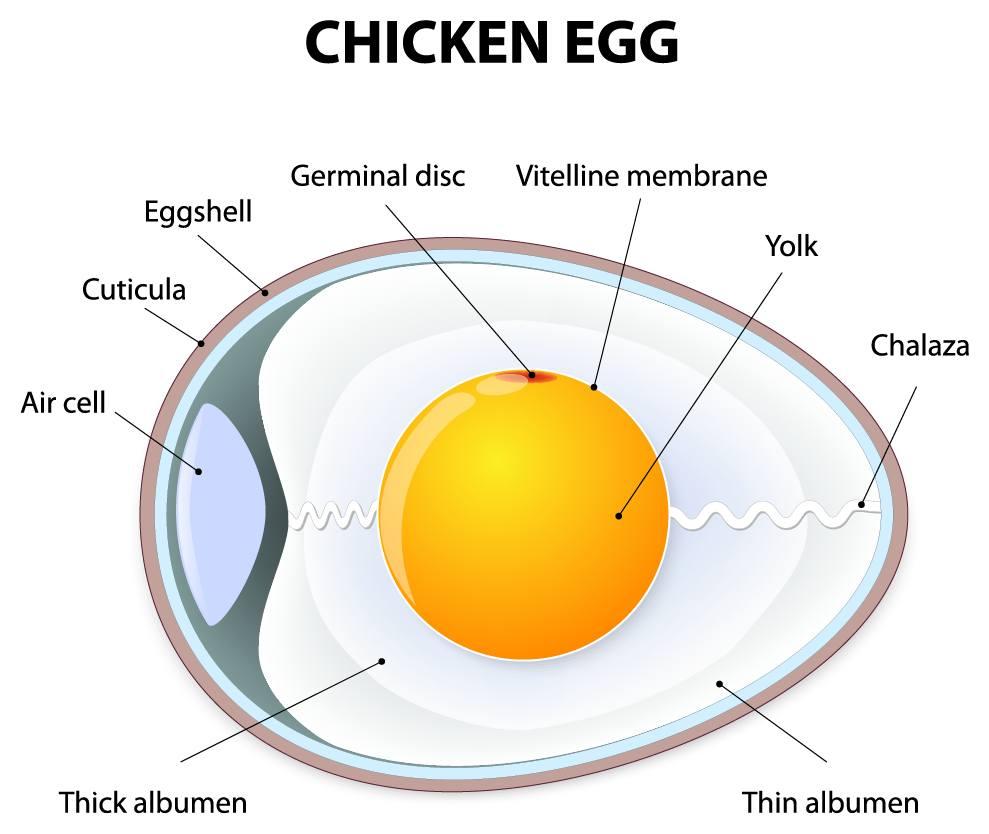 Eggs 101