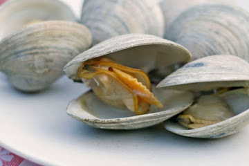 Beer-Steamed Clams on a Gas Grill
