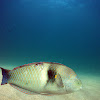 Spinster Wrasse