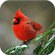 Download Birds Wallpapers For PC Windows and Mac 1.0