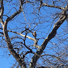 Red-Tailed Hawk