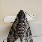 Convolvulus Hawkmoth