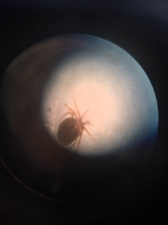 Water Mite