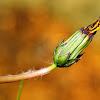 Asteraceae flower bud