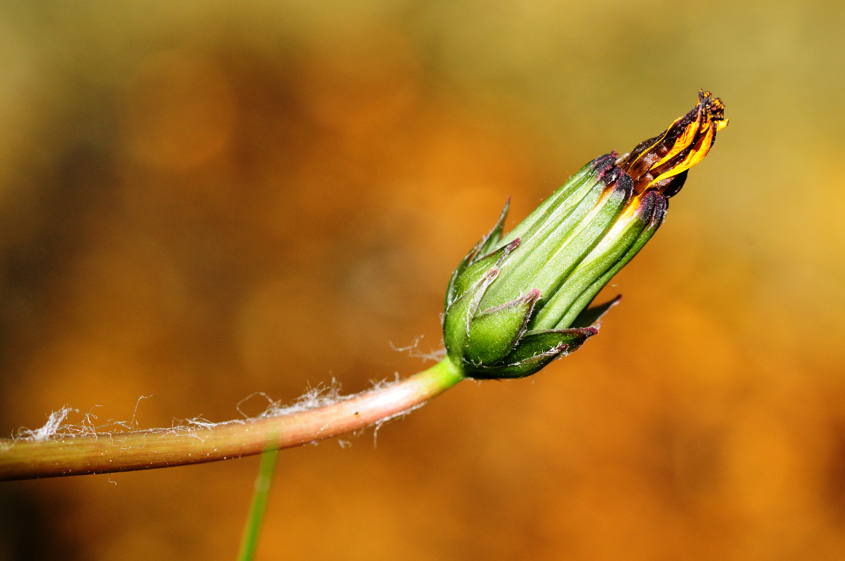 Asteraceae flower bud