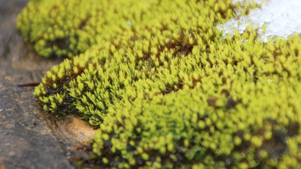 Pincushion moss