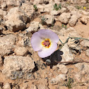 Winding Mariposa Lily