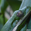 American Green Tree Frog