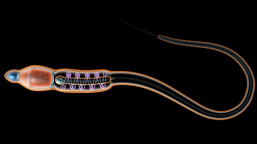 Sperm Structure 3D