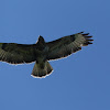 Common Buzzard