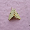 Yellow Moth