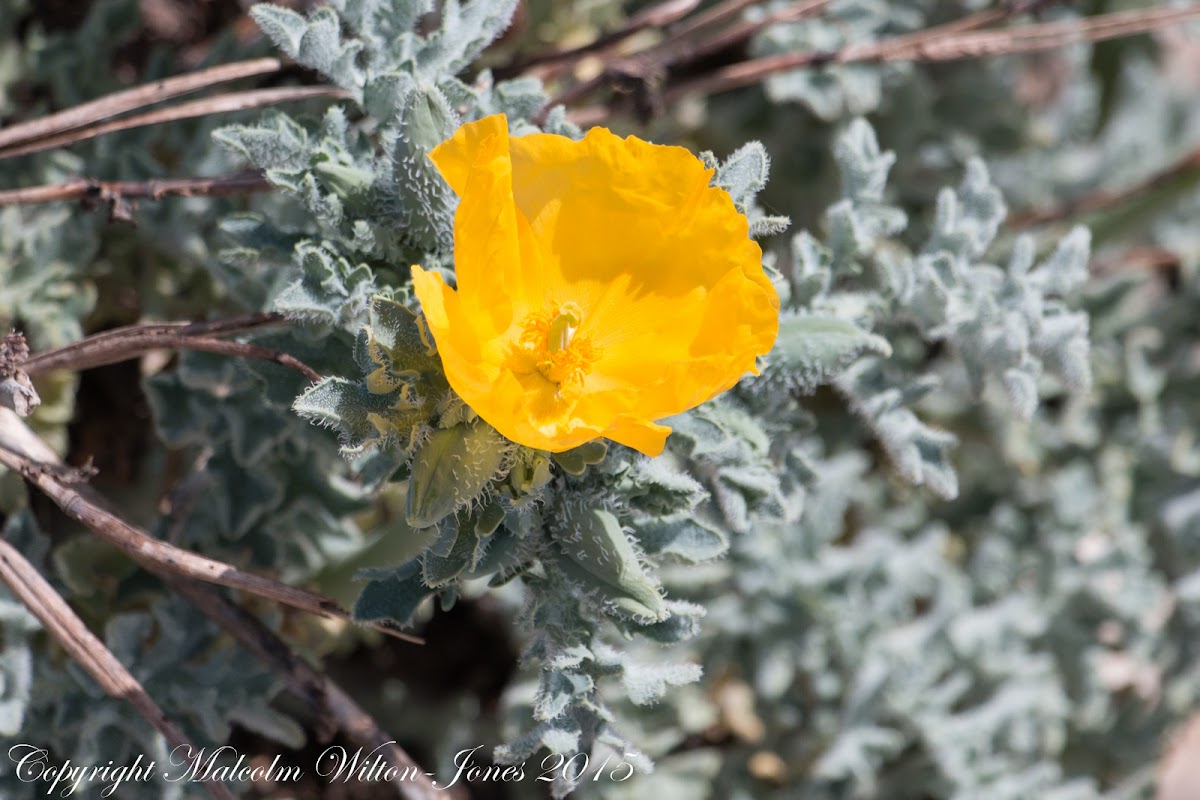 Yellow Horned-poppy