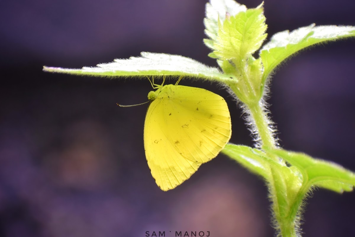 Common Grass Yellow