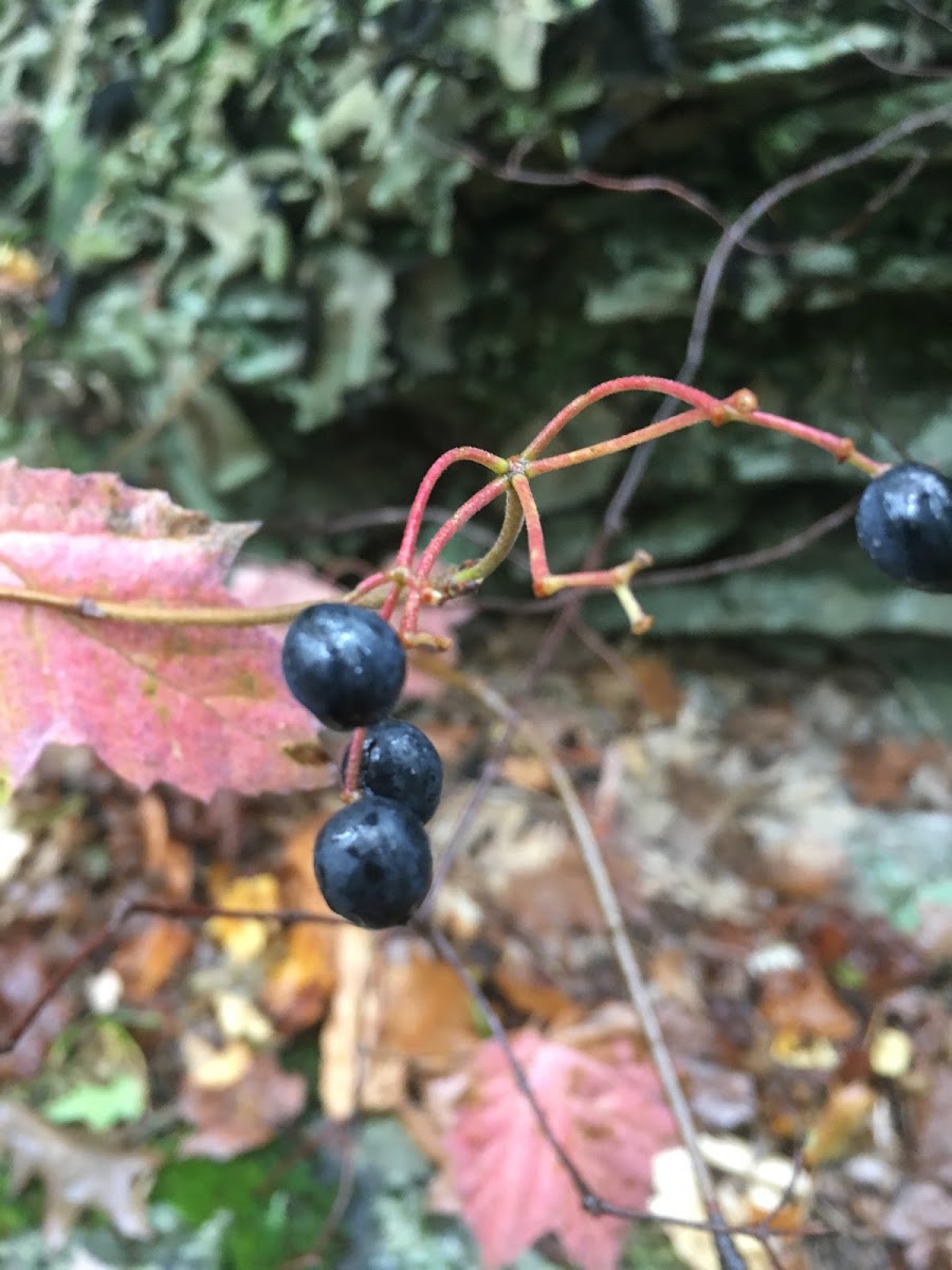 Mapleleaf Viburnum