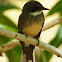 Northern Fantail